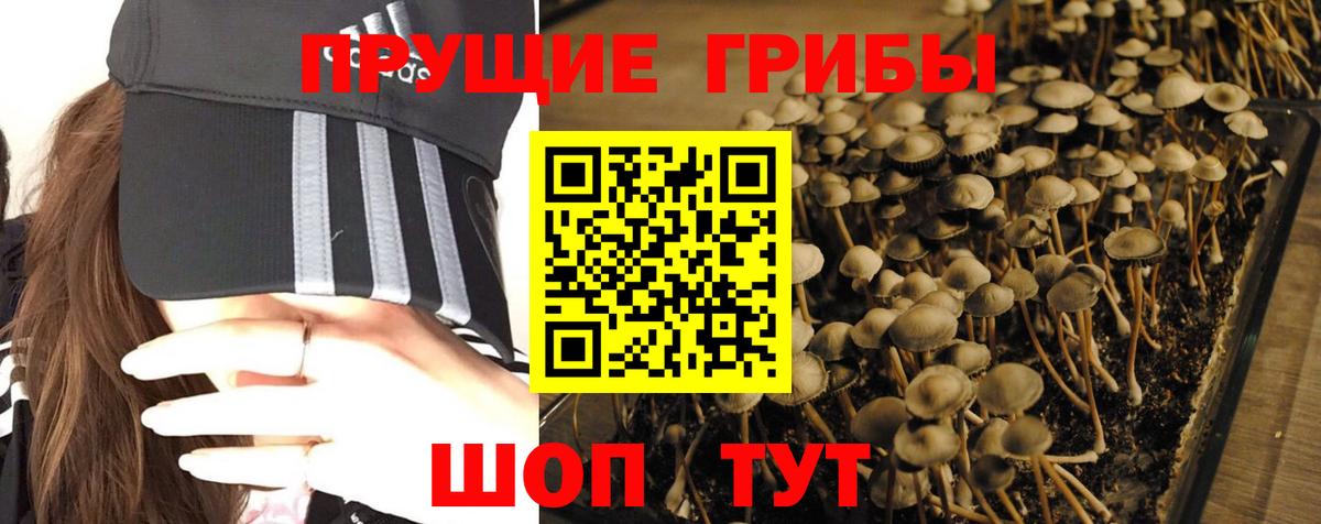 Выкса  Псилоцибиновые грибы Psilocybine cubensis  Вход с VPN 